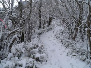 中津山